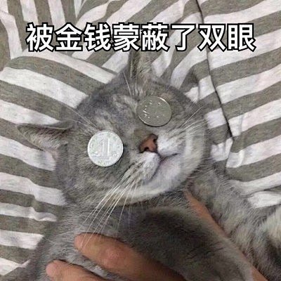猫表情包被金钱蒙蔽了双眼