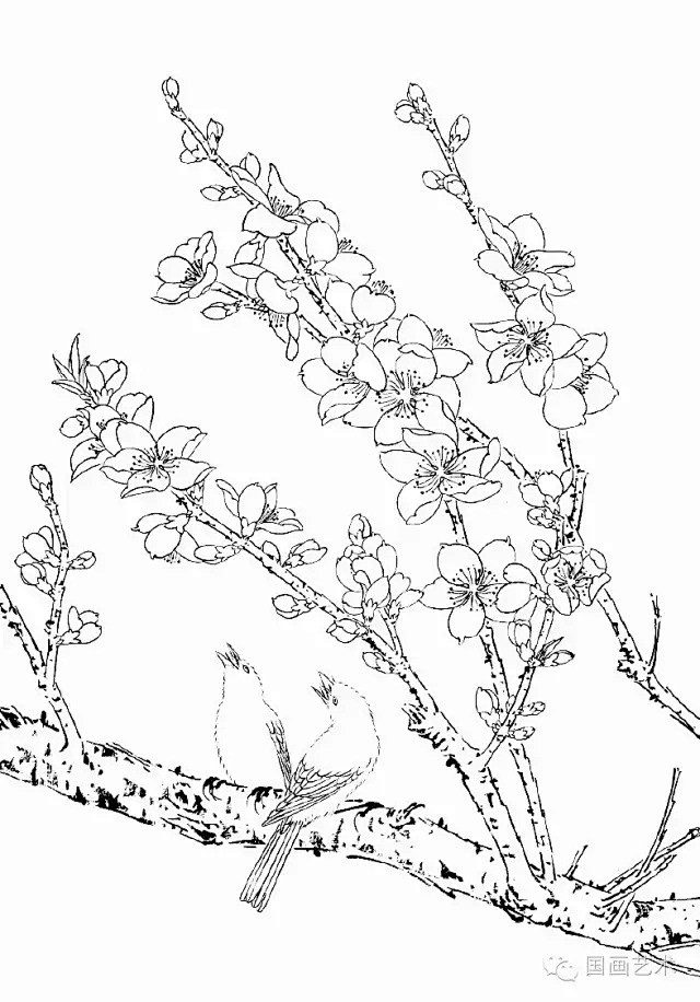 工笔线描桃花美