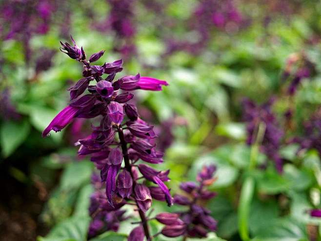 343一串紫喜光性花卉