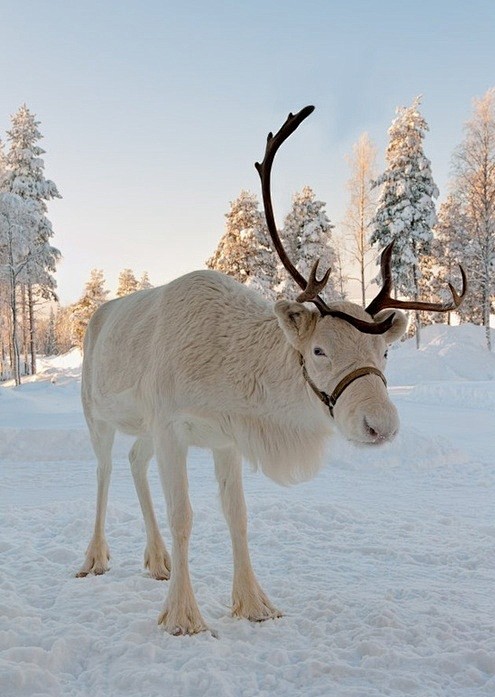 驯鹿