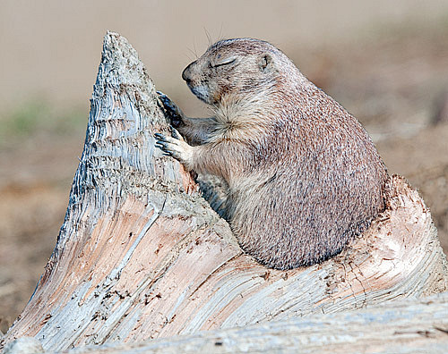 prairiedogflickr–相片分享