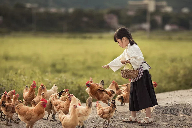 夏天的傍晚一个小女孩在田园里喂鸡图片idvcg211334125111