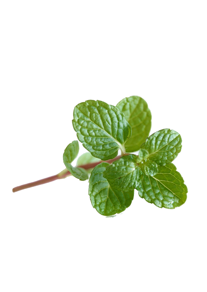薄荷