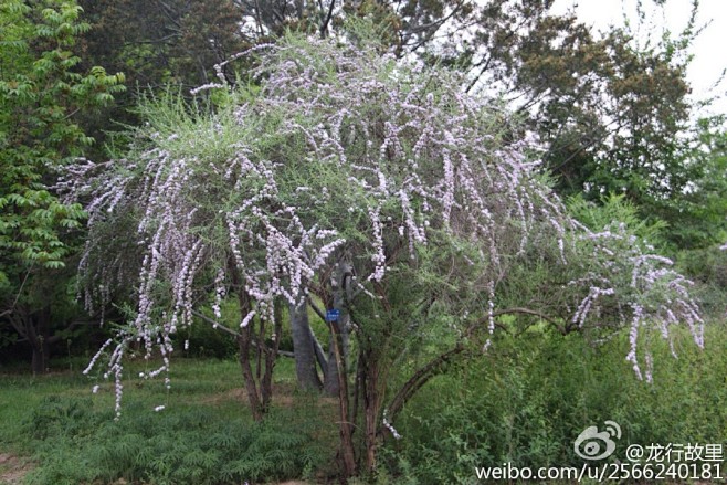 互叶醉鱼草马钱科玄参科醉鱼草属