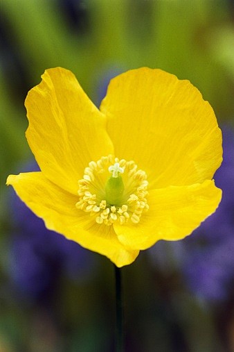 meconopsiscambrica西欧绿绒蒿