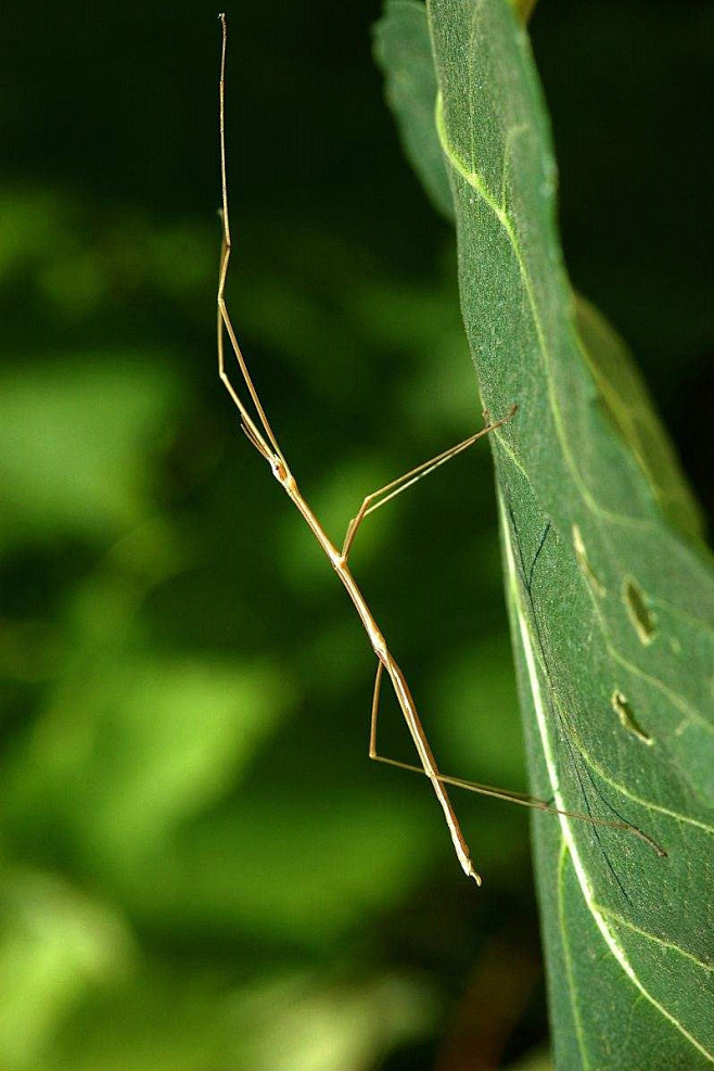 竹节虫目竹节虫总科竹节虫