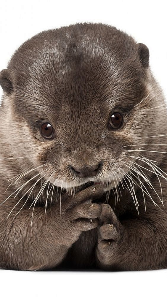 otter