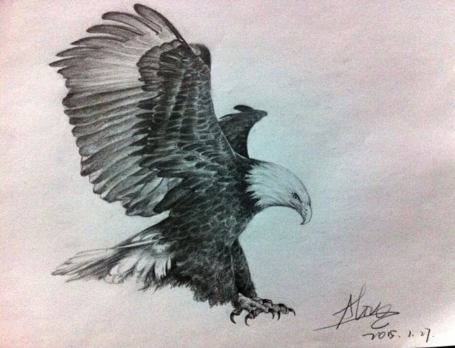 捕猎的鹰. #素描