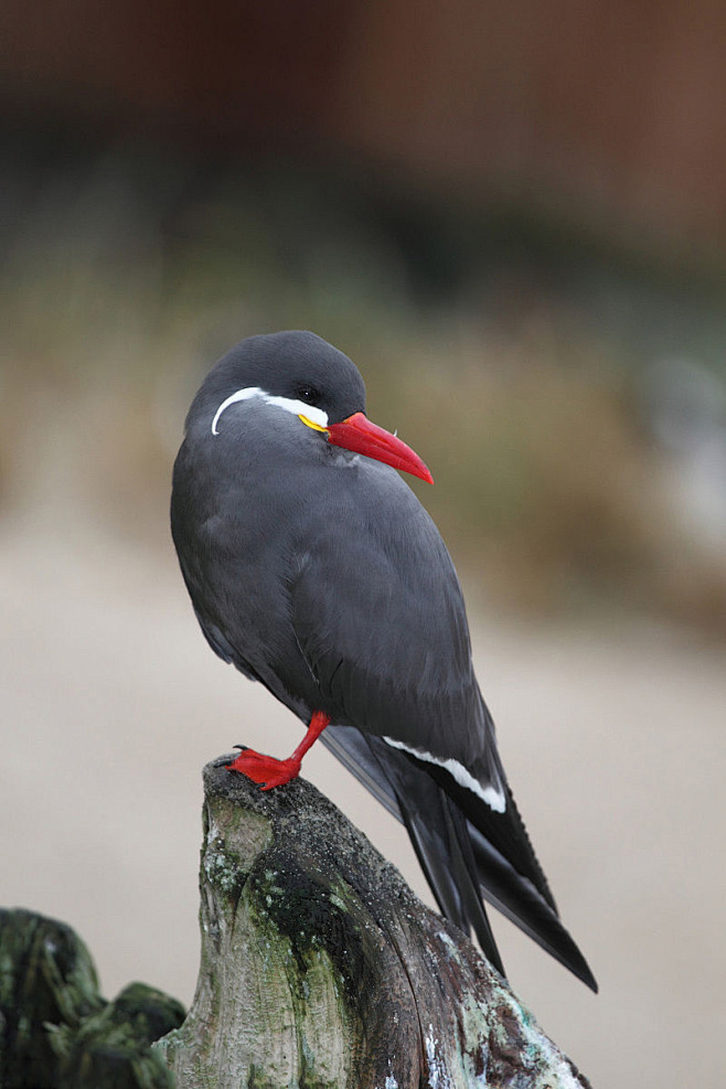 鸻形目鸥科印加燕鸥属印加燕鸥