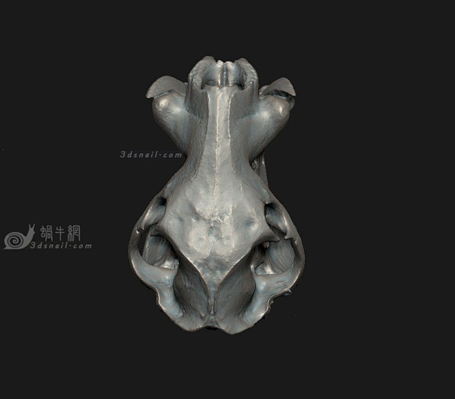 侏儒河马头骨3d模型河马骨头动物头盖骨3dsnail模型网雕塑3d模型3ds