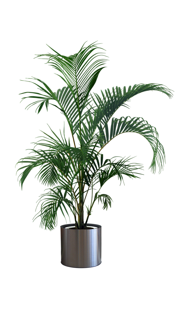 盆栽盆景植物png