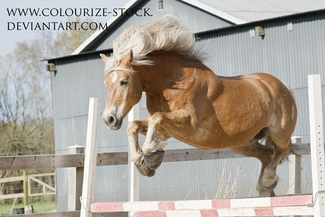 haflinger17bycolourize