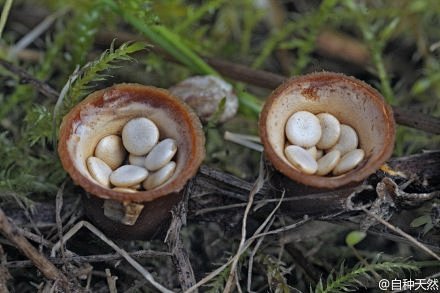 鸟巢鸟蛋与蘑菇的趣味合体鸟巢菌鸟巢菌或称蛋巢菌科nidulariaceae的