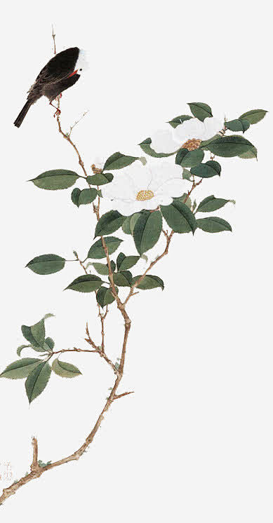 手绘山茶树矢量图