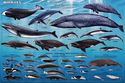 一般人们说的鲸鱼是指的鲸目虎鲸是海豚科的而且是最大一种所以海豚是