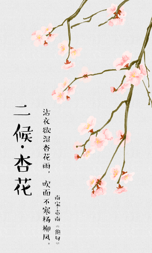24节气系列h5雨水二十四番花信风二候杏花