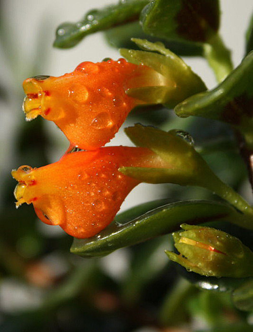 尹伊伊从沙丁-转采于2017-06-04 10:30:09金鱼花