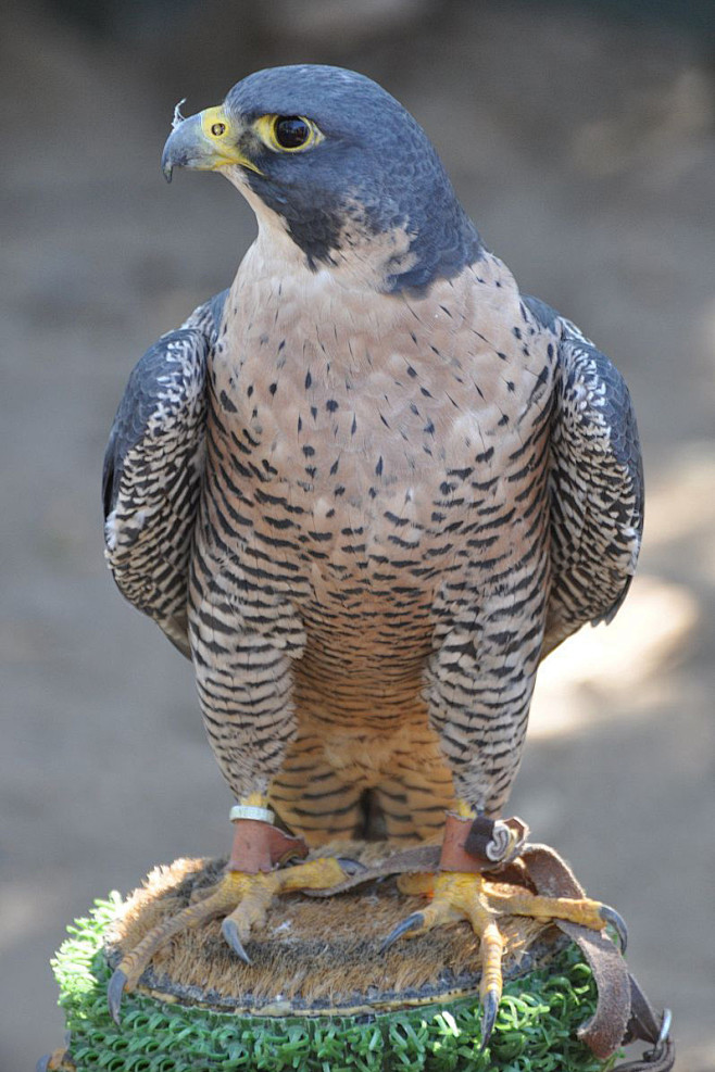 隼形目隼科隼属游隼