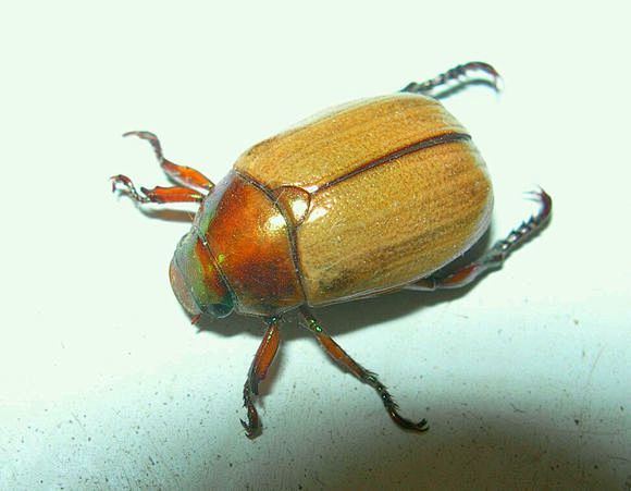 图鉴丽金龟科昆虫吧百度贴吧浅色彩丽金龟