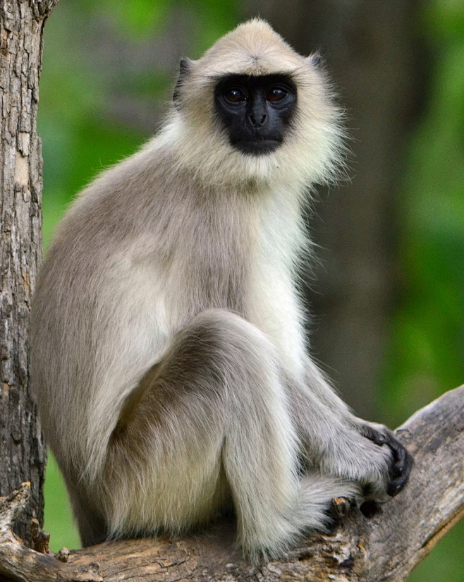 灵长目疣猴亚科灰叶猴属肖氏戴帽叶猴