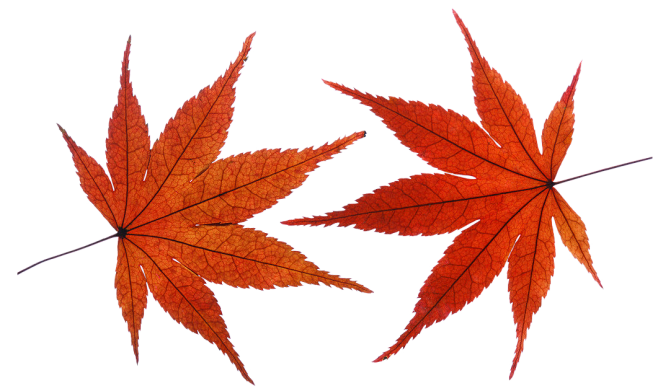 枫叶png