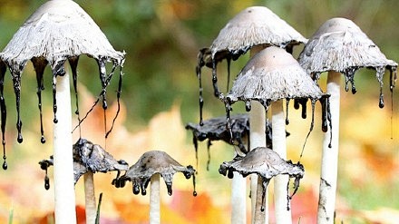 墨汁鬼伞蘑菇图片图片