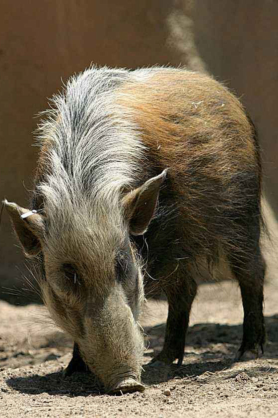 偶蹄目猪形亚目猪科猪亚科假面野猪