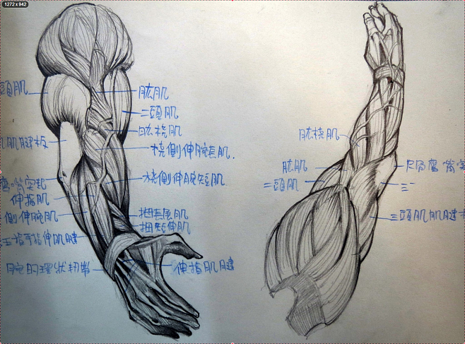 手臂解剖图美术图片
