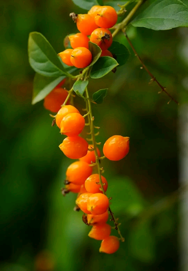 金露花果实图片