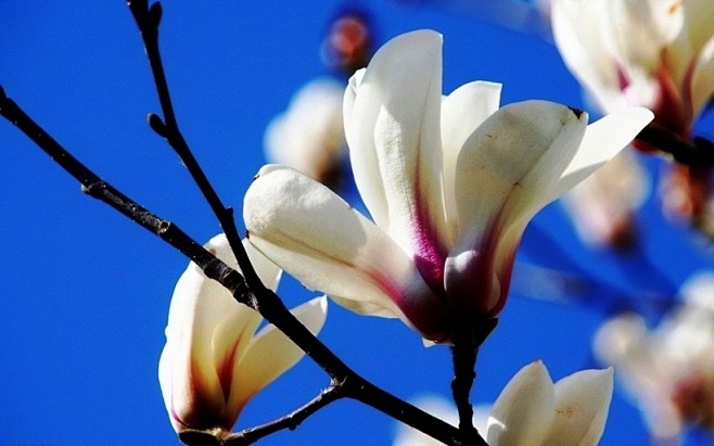 高洁典雅的玉兰花图片