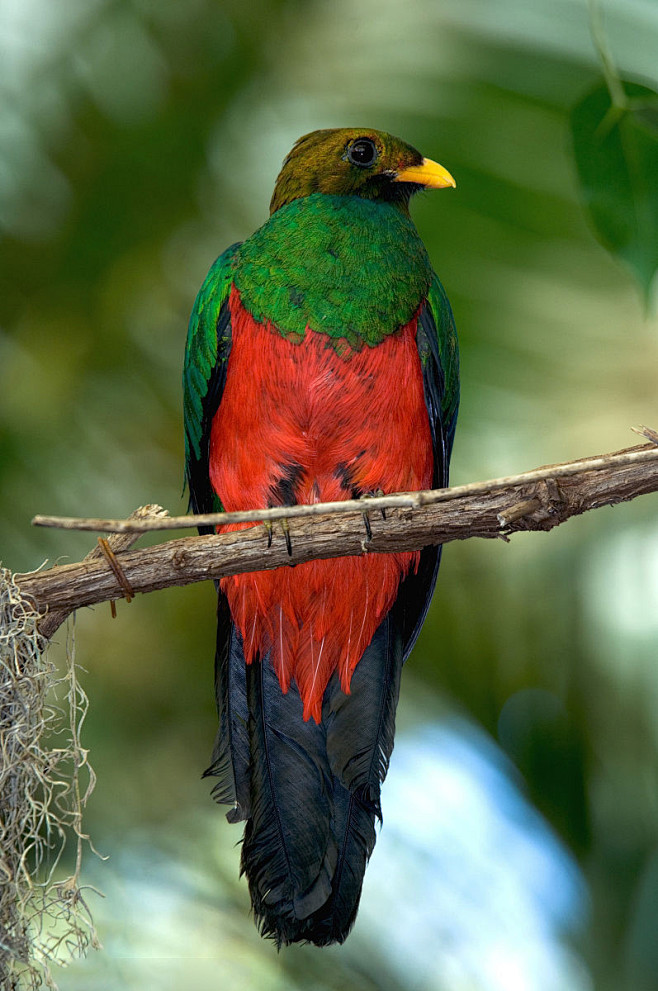 咬鹃目咬鹃科金头绿咬鹃腹部