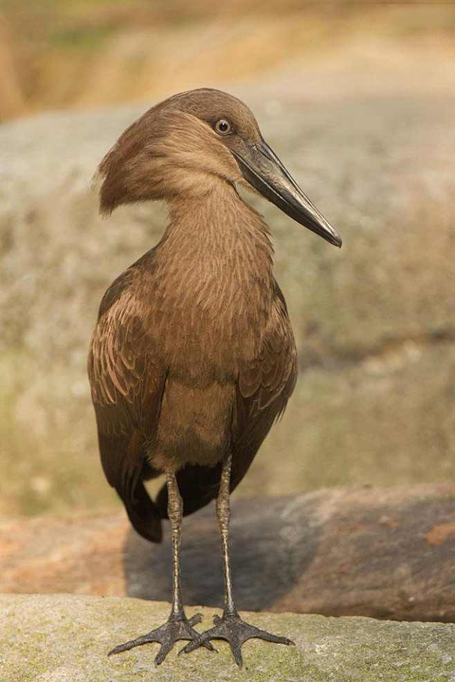鹳形目锤头鹳科锤头鹳属锤头鹳
