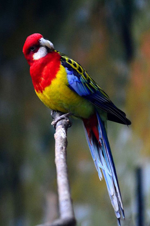 鹦形目鹦鹉科玫瑰鹦鹉属澳东玫瑰鹦鹉