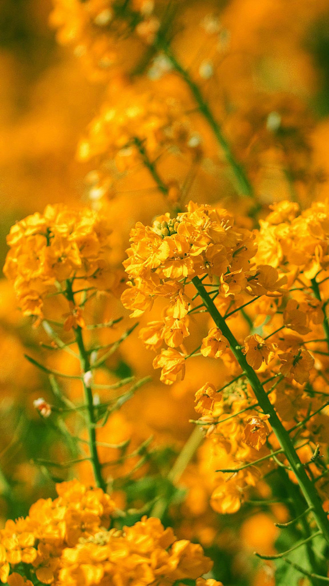 情人节油菜花图片图片