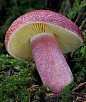 Plums and Custard Mushroom (Tricholomopsis rutilans) ~ By  shimie