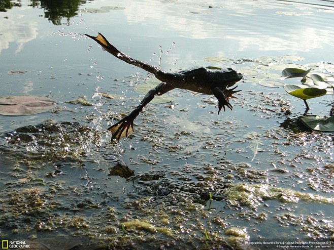 凯瑟琳湖lakekatherine跳跃的青蛙摄影alexandraburda