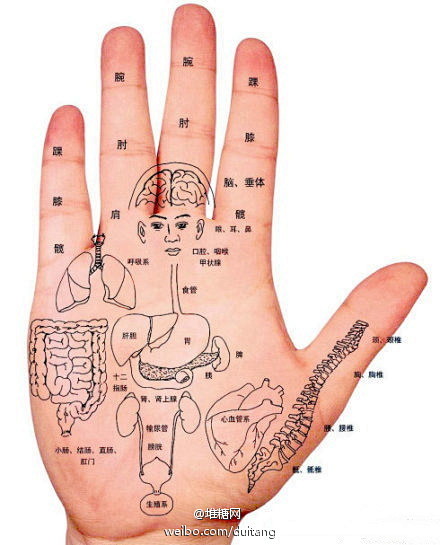 手掌对应人体器官图经常按摩有益健康