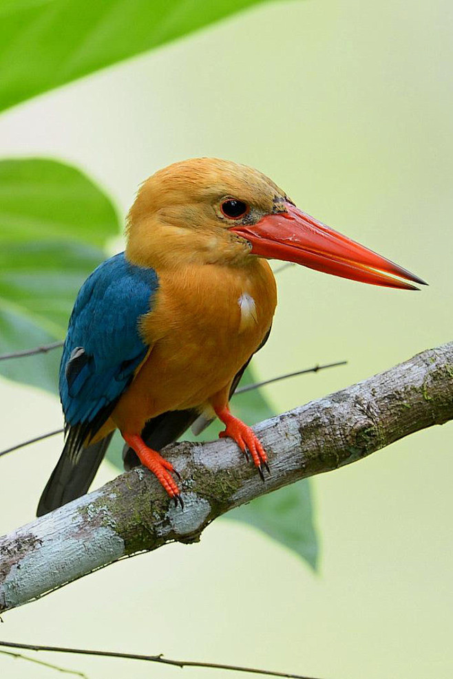 佛法僧目翠鸟科鹳嘴翡翠属鹳嘴翡翠