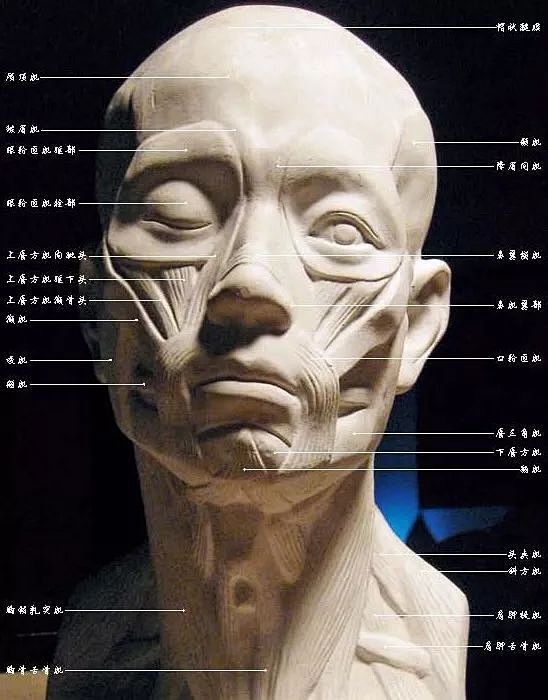 从素描看后期3头部结构透视明暗面部特别是人物面部特写需要我们对