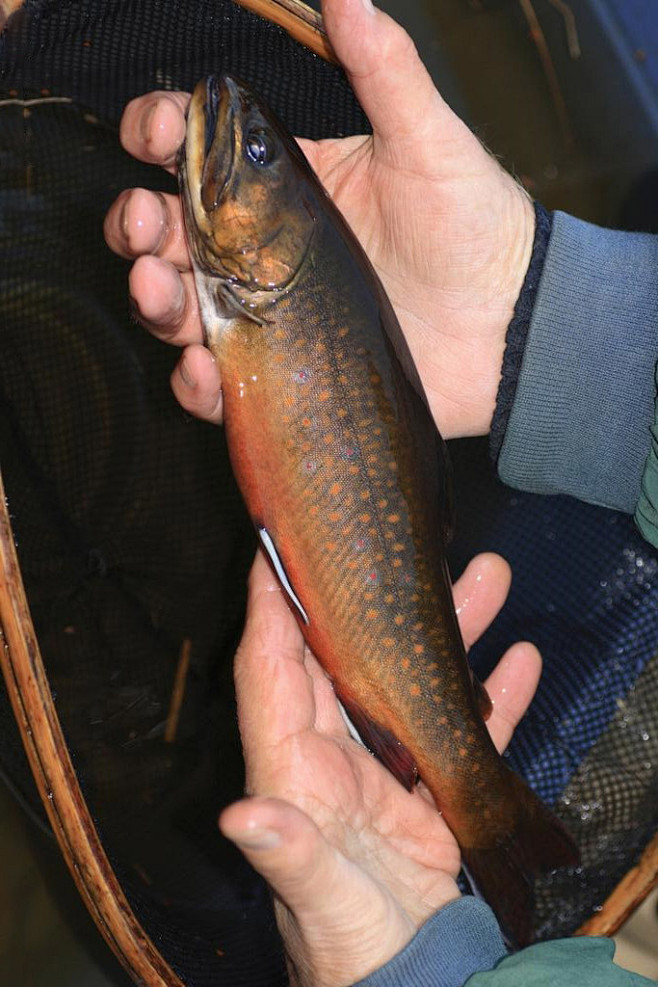 细雨酥风从whonly转采于2018-03-01 02:45:27鲑形目·鲑科:溪红点鲑鱼