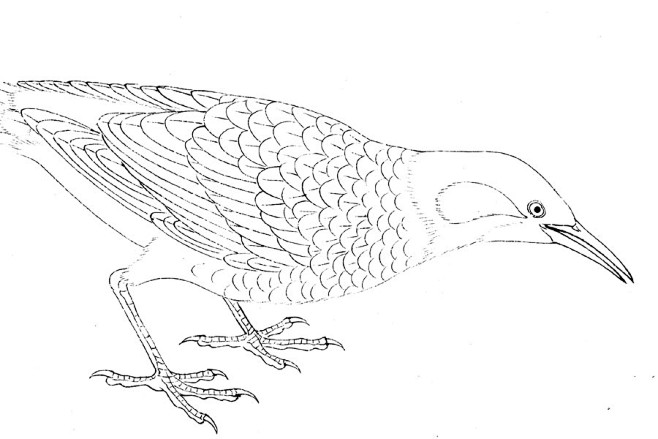 临黄筌写生珍禽图白描稿人美单独出版的mac99收藏李晓明工作室中国