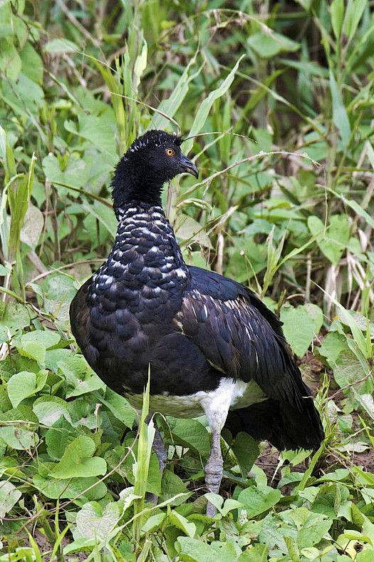雁形目叫鸭科角叫鸭属角叫鸭