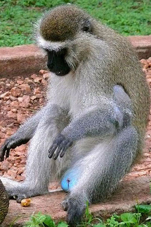 灵长目猴科绿猴属坦塔罗斯绿猴