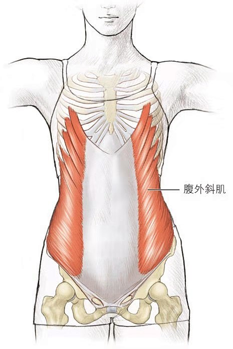 腹外斜肌 解剖图图片