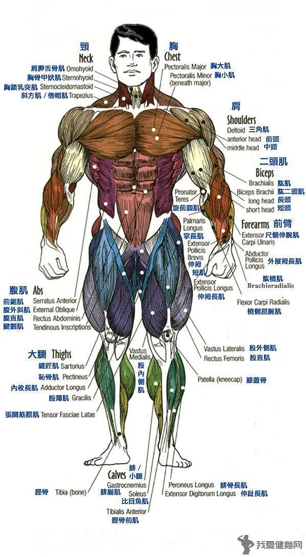 人体全身肌肉分布图3jpg