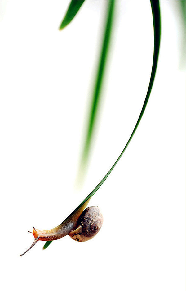 蜗牛我没一飞冲天的鹏翼只扬起沉默忐忑的触角一分一寸忍耐的向前挪走