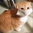 猫儿不困