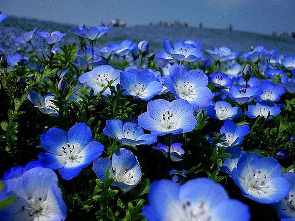 田基麻科hydrophyllaceae 喜林草