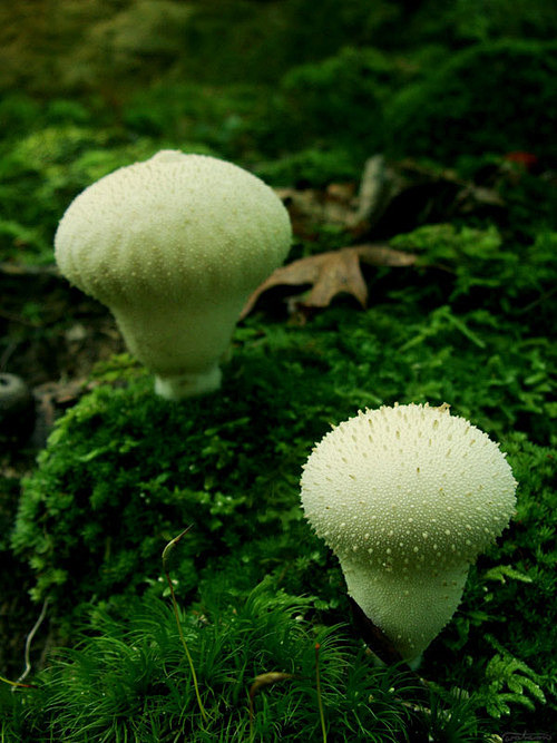 z-植物菌一拍二同采自zhan.renren.com该采集也在以下画板加载更多