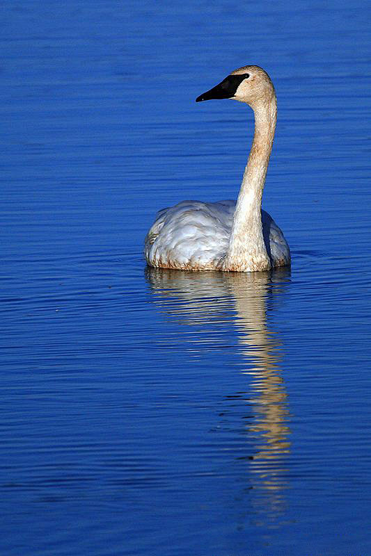 雁形目鸭科天鹅属黑嘴天鹅